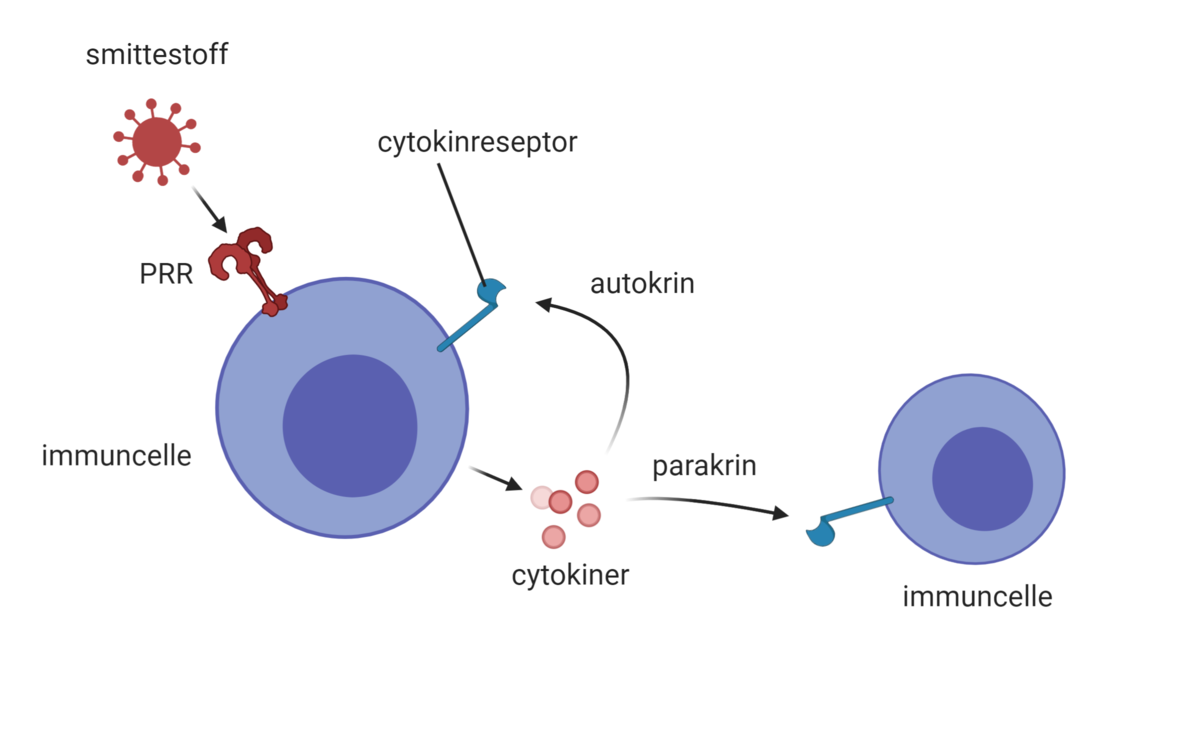 Cytokiner