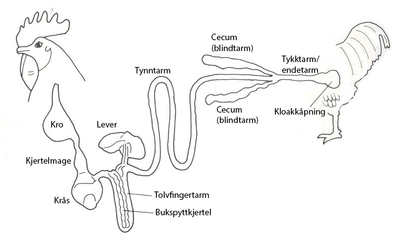 Fuglers fordøyelsessystem