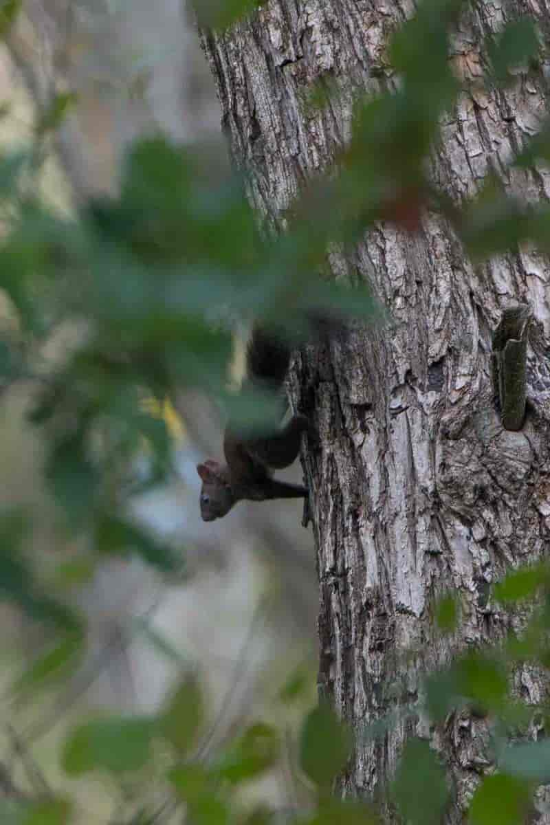 Sciurus vulgaris