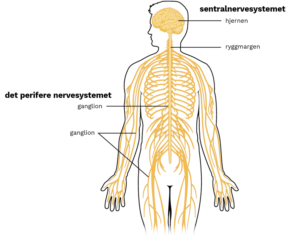 Nervesystemet