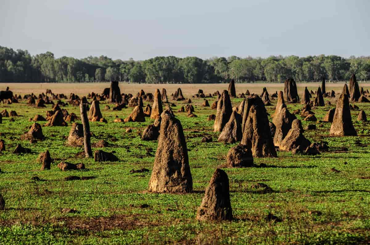 Termittuer i Northern Territory, Australia