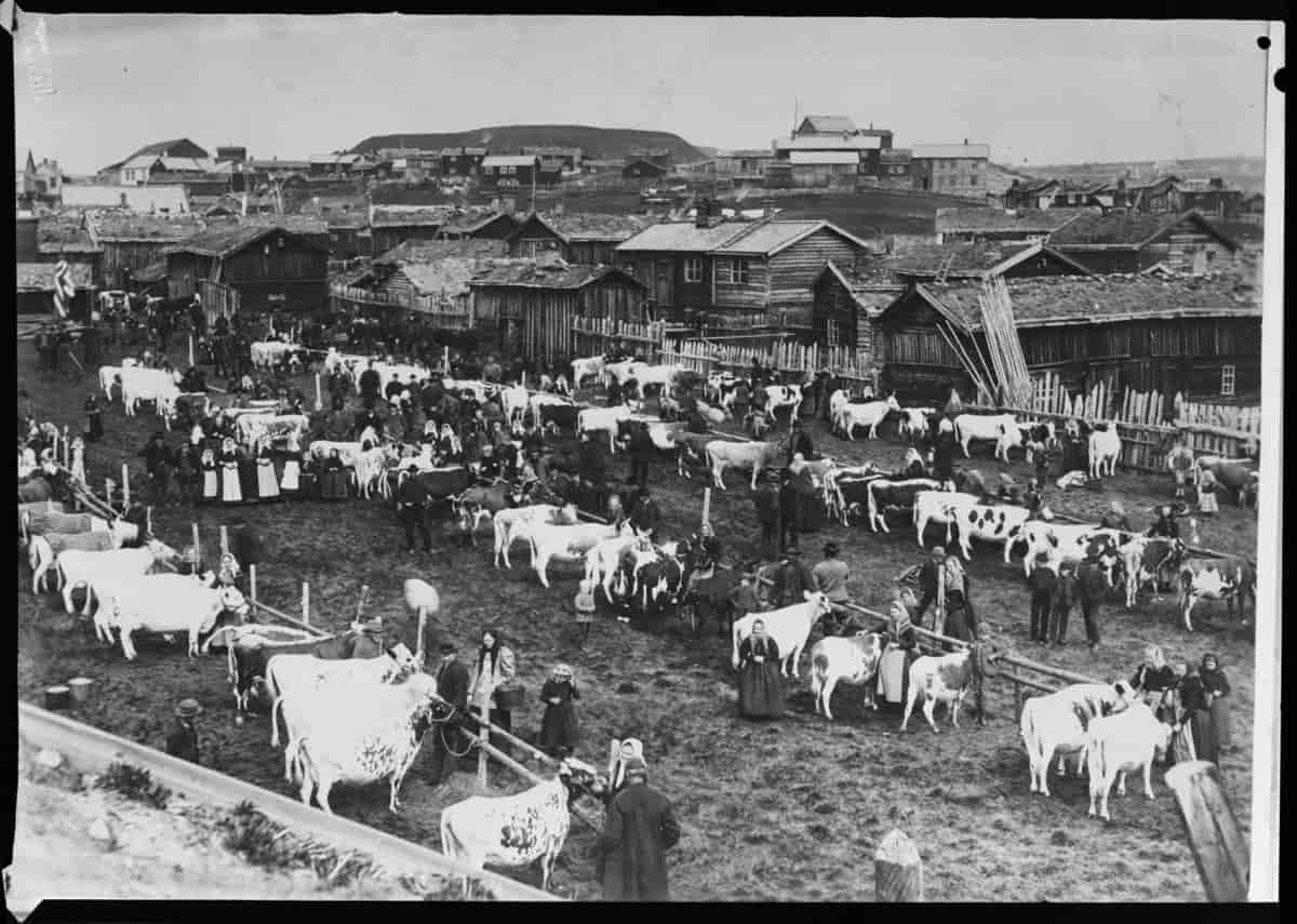 Fesjå på Røros