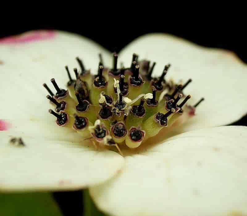 Cornus suecica, skrubbær.