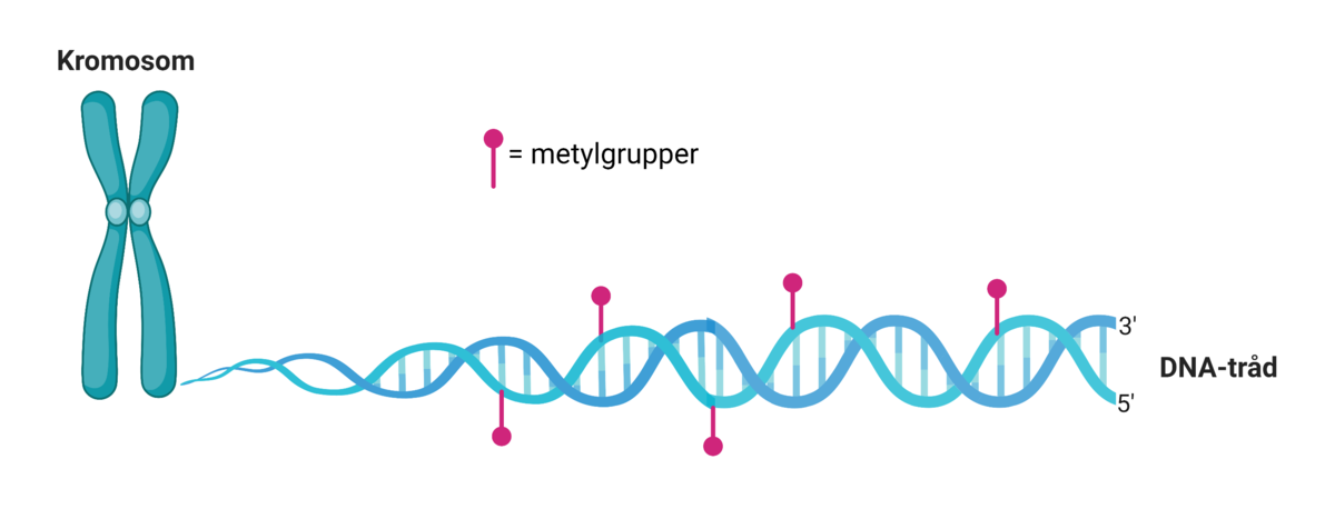 DNA-metylering