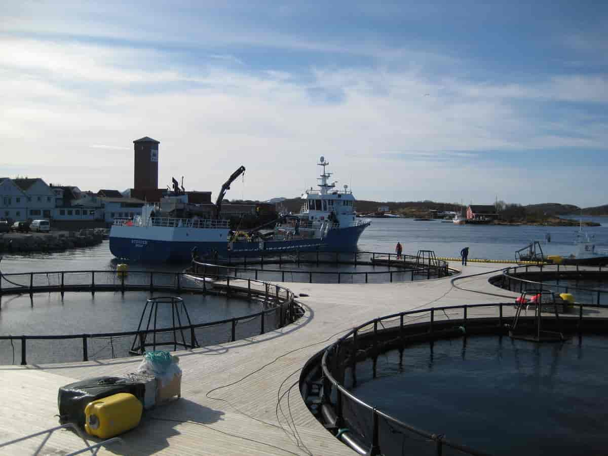 Torskeoppdrett på Helgeland