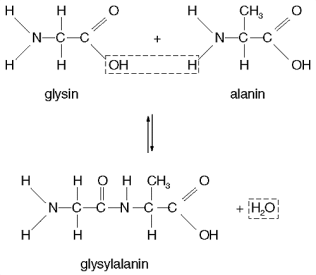 Peptidbinding