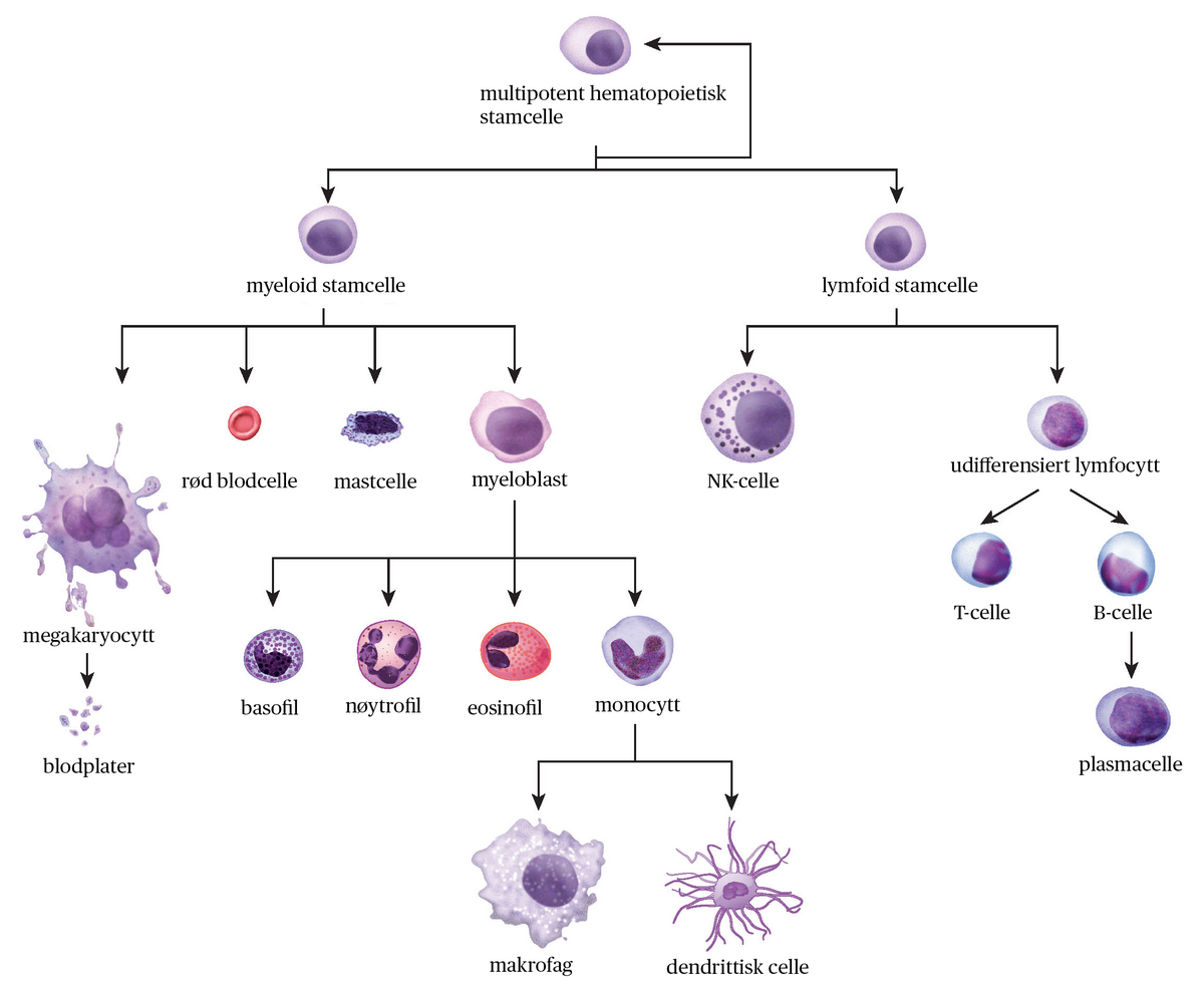 Hematopoiesen