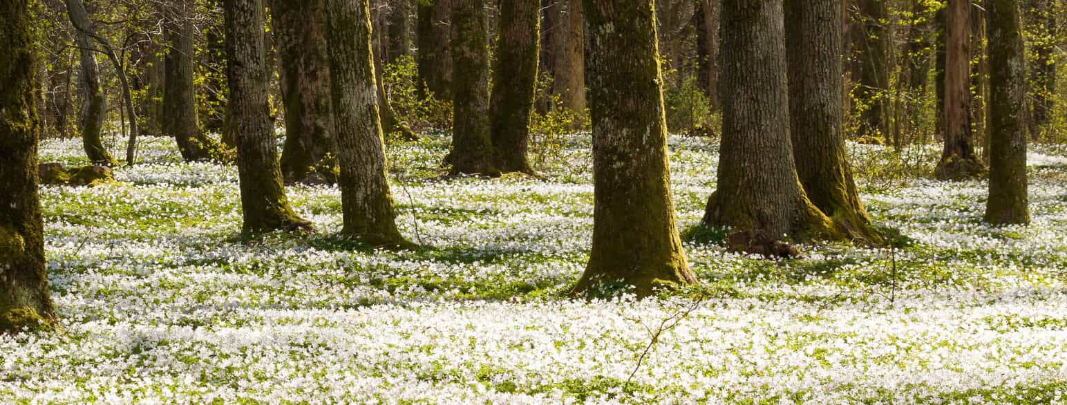 Hvitveis på Jomfruland