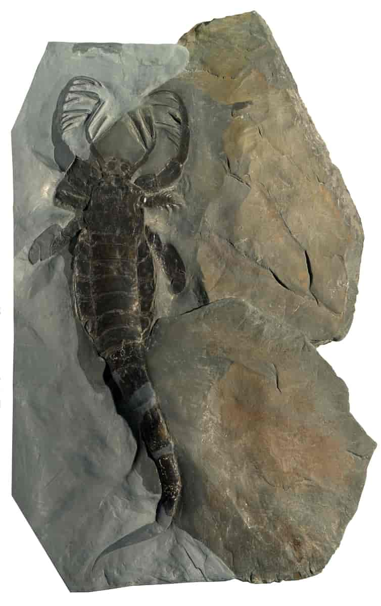 Mixopterus kiaeri, kjempesjøskorpion