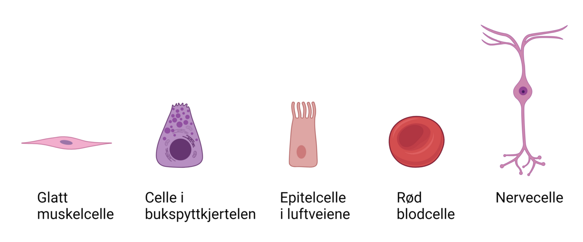 Genregulering regulerer hvilke gener som er aktive i hvilke celletyper.