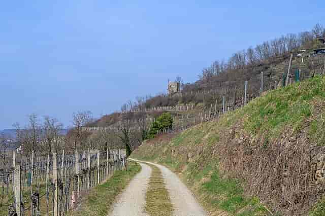 Vingård, Heiligenstein