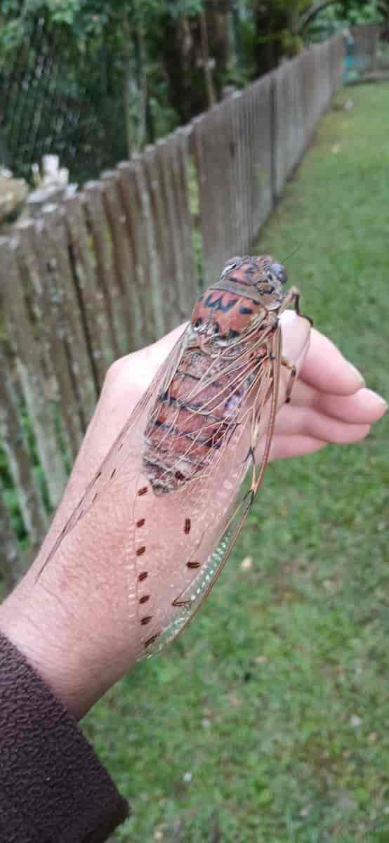 Empress Cicada Megapomponia imperatoria