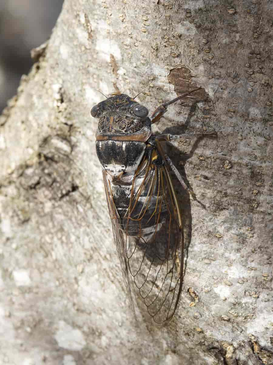 Cicada orni 