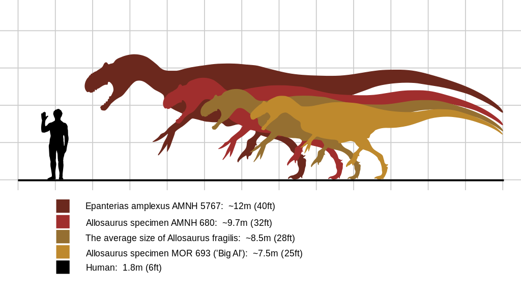 Allosaurus størrelse