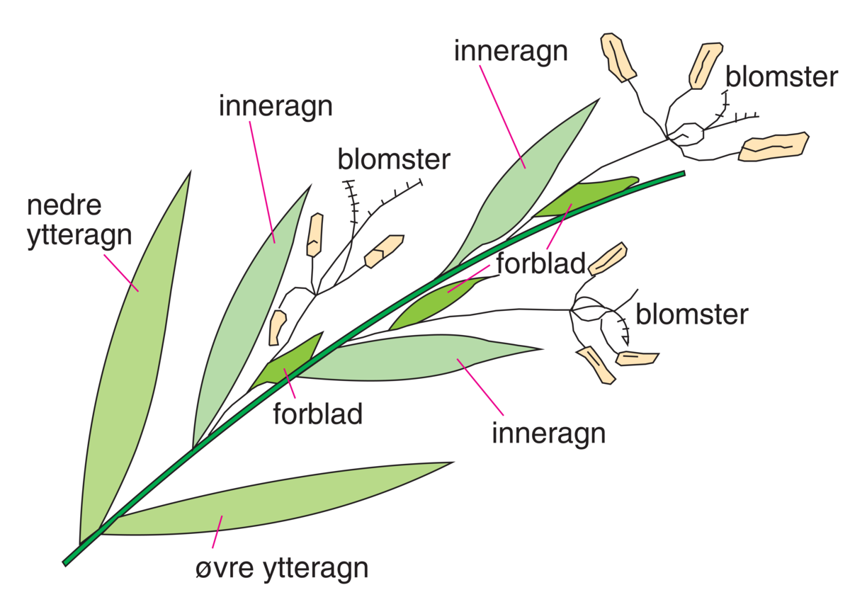 Småaks med tre blomster.