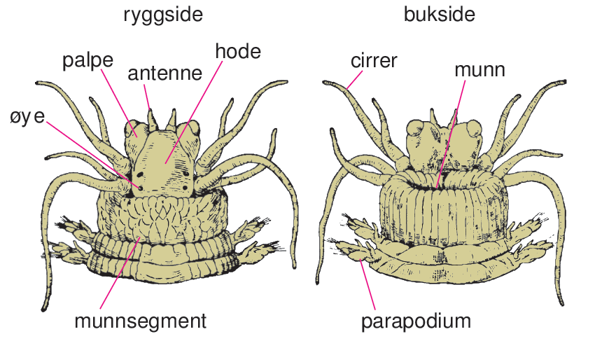 leddormer