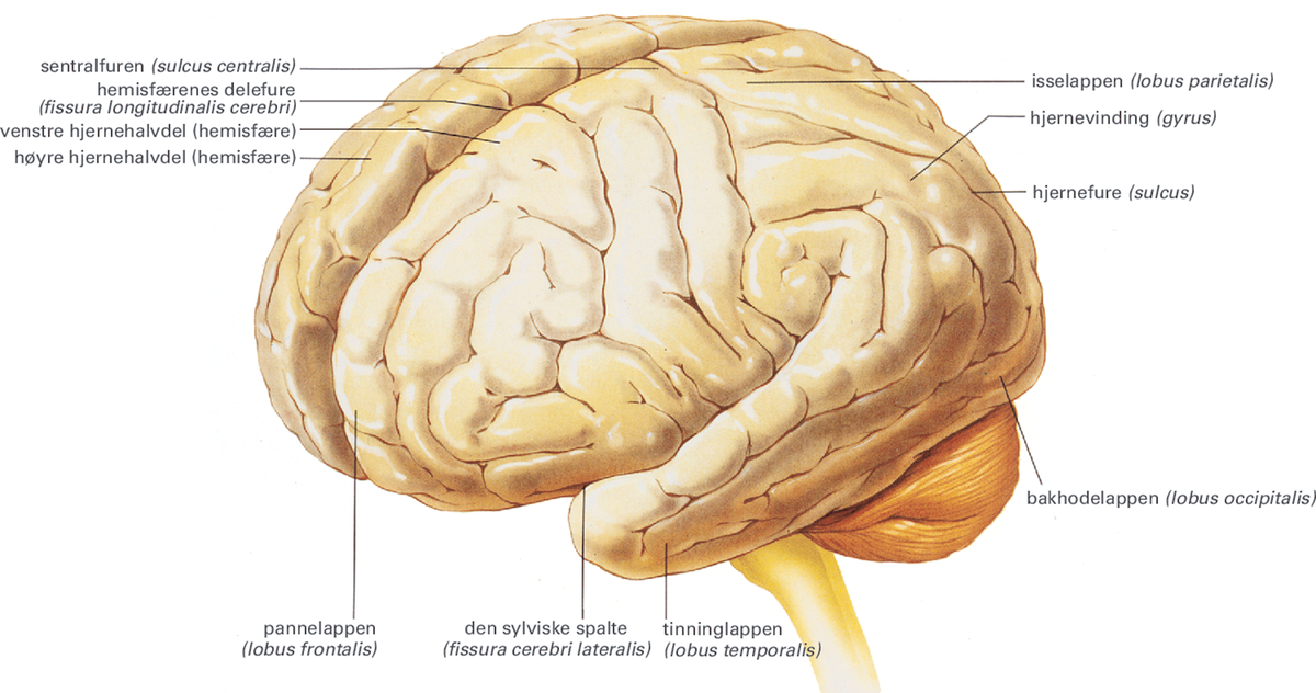 Hjernen.