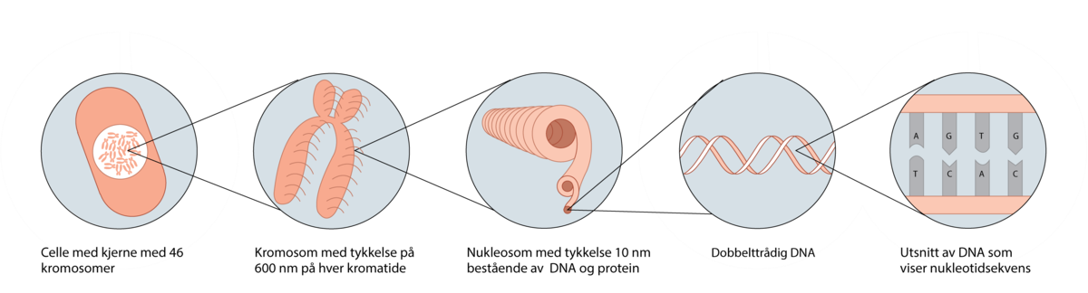 Sammenhengen mellom DNA og kromosom