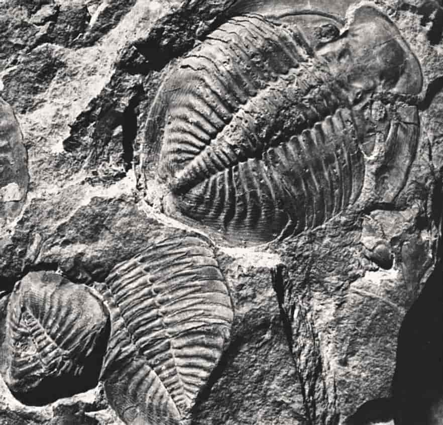 Trilobitter fra Oslo-feltet