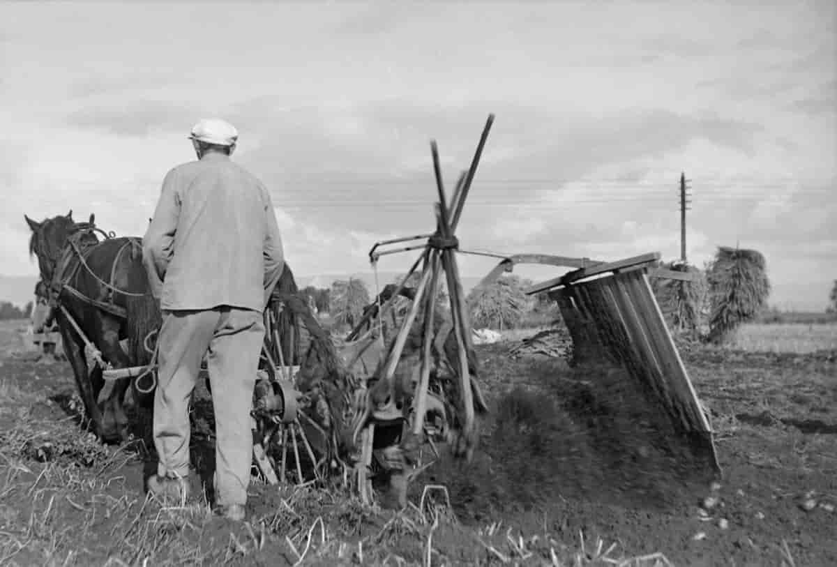 Potetopptaking på Strinda ved Trondheim i 1939