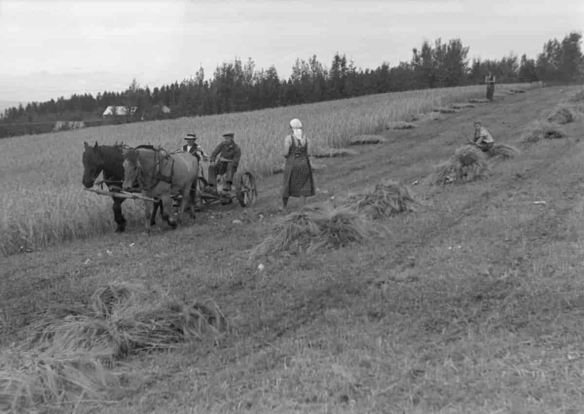 Skurdonn i Malvik