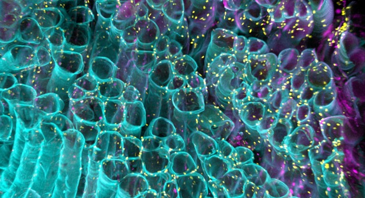 Spatial distribution of myoglobin in murine tibialis anterior thick section