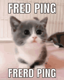 a picture of a cat with the words fred ping and frerd ping on it