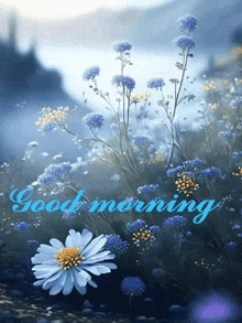 a picture of a field of flowers with the words `` good morning '' written on it