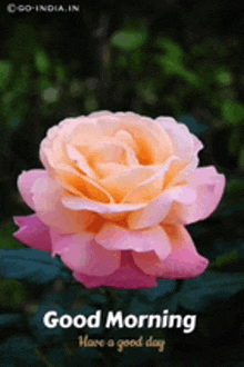 a pink and orange rose with the words good morning have a good day written on it