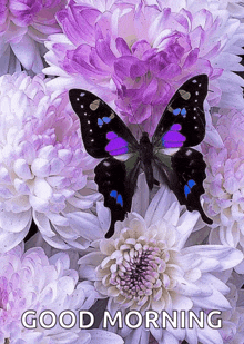 a butterfly is sitting on a bunch of purple and white flowers with the words " good morning " below it