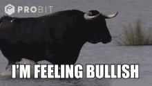 a bull in the water with the words i 'm feeling bullish