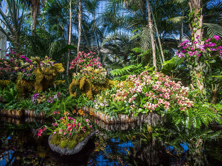 The Orchid Show in NYC guide