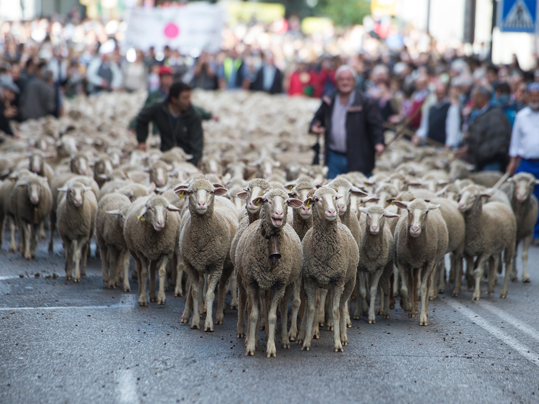 Las ovejas llegan al centro de Madrid en la fiesta de la trashumancia