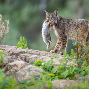 La mejor fotografía salvaje de Europa de este año tiene como protagonista al lince ibérico