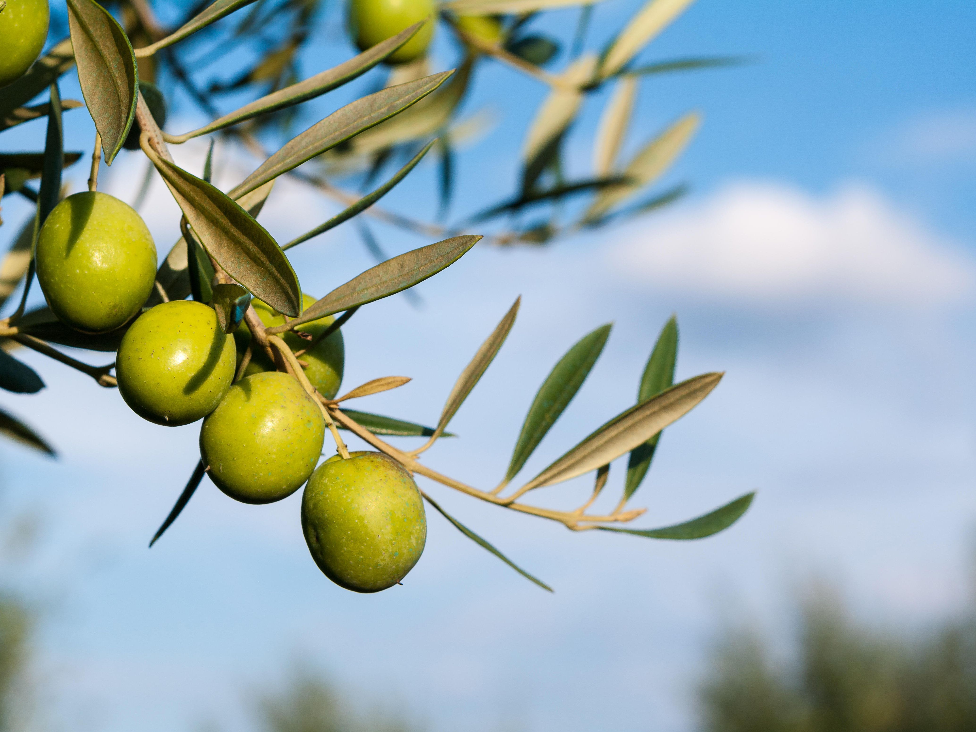 El mejor aceite de oliva virgen extra del mundo está en Ciudad Real