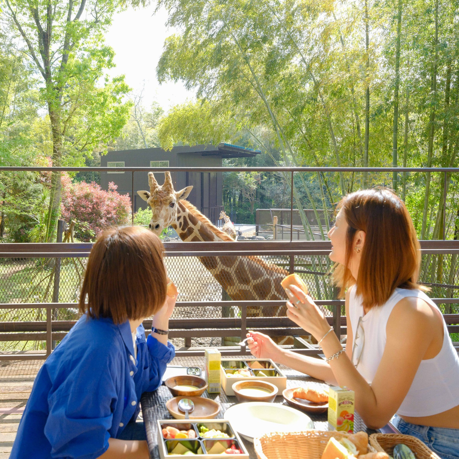 旅宿新選／日本千葉「The Bamboo Forest」豪華露營！與長頸鹿親密接觸、享受無敵BBQ饗宴，特色房型、亮點搶先看