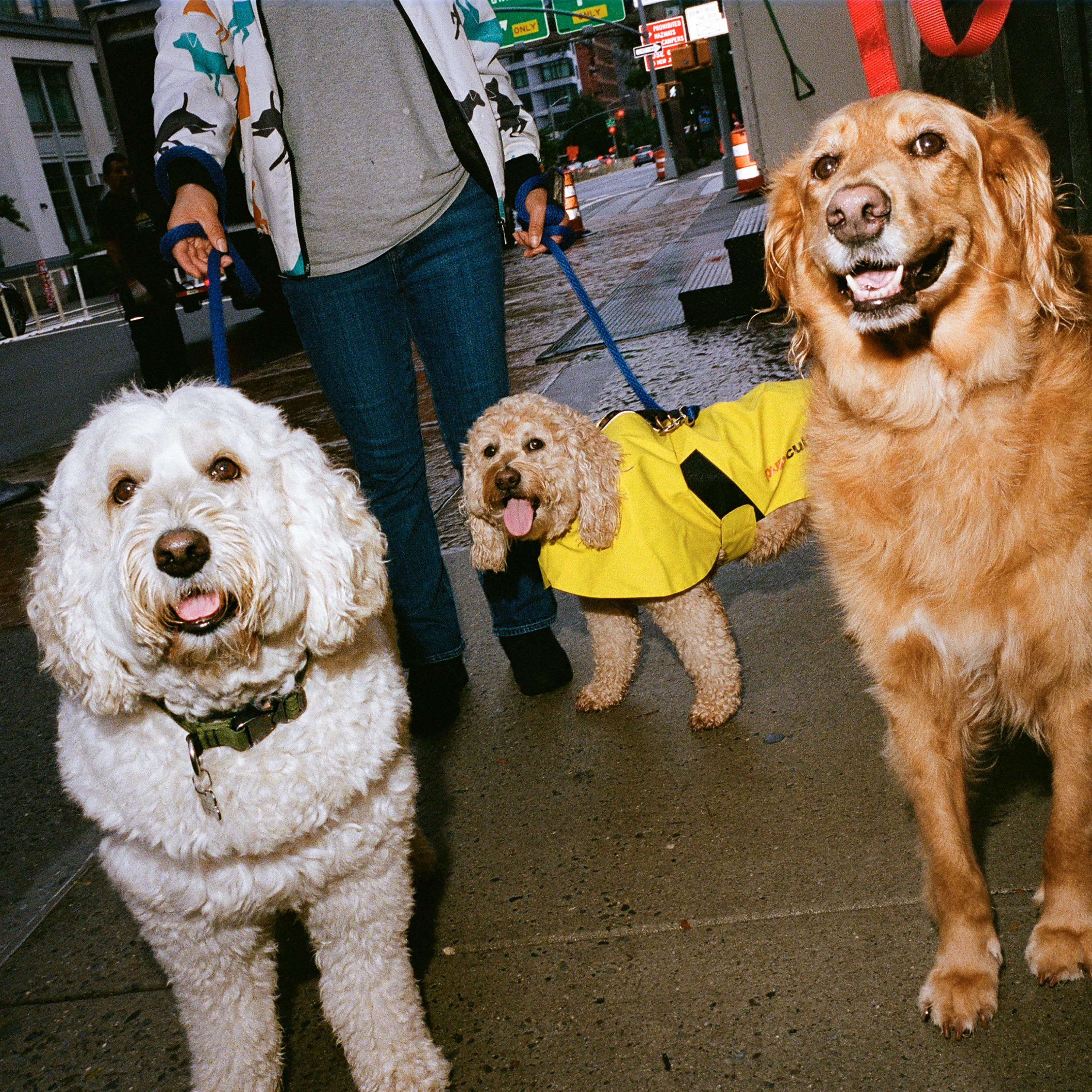 Das sind die Hunde von Anna Wintour &#8211; von Spitznamen über Sternzeichen bis hin zum Lieblingsspielzeug