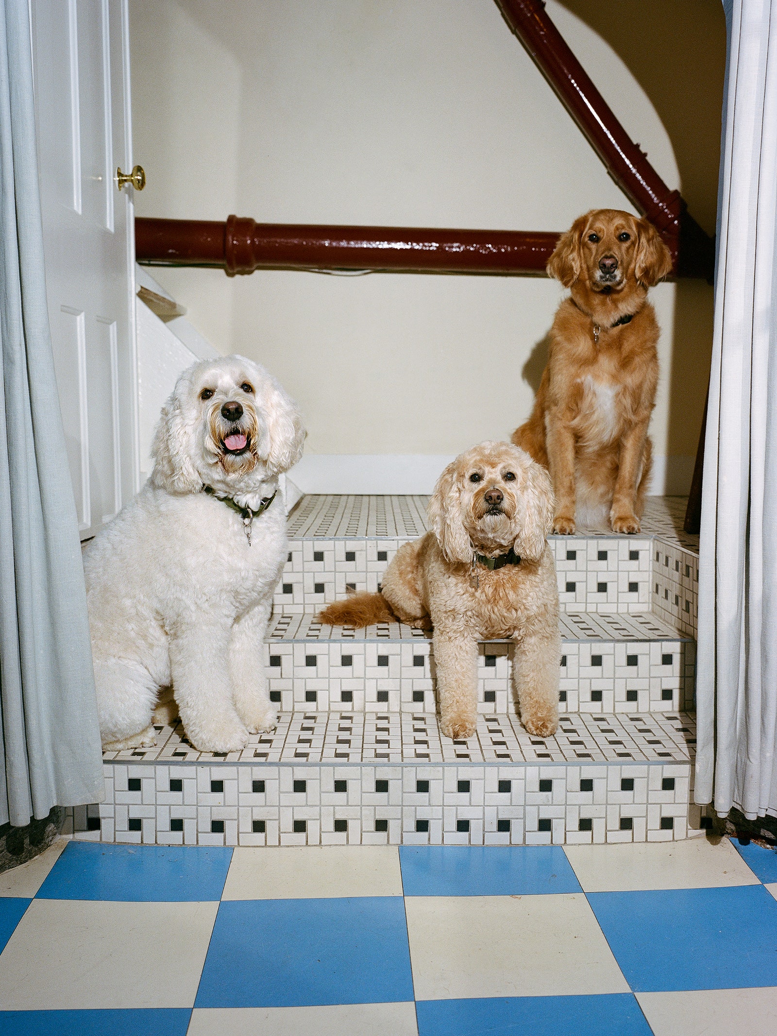 Anna Wintour's dogs Finch Radley and Harper for Vogue Magazine photographed by OK McCausland on August 7th 2024.