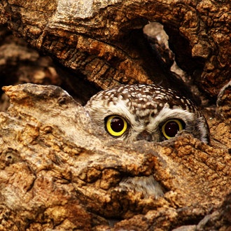 Ditch the Super Bowl for a Who's Who of Superb Owls