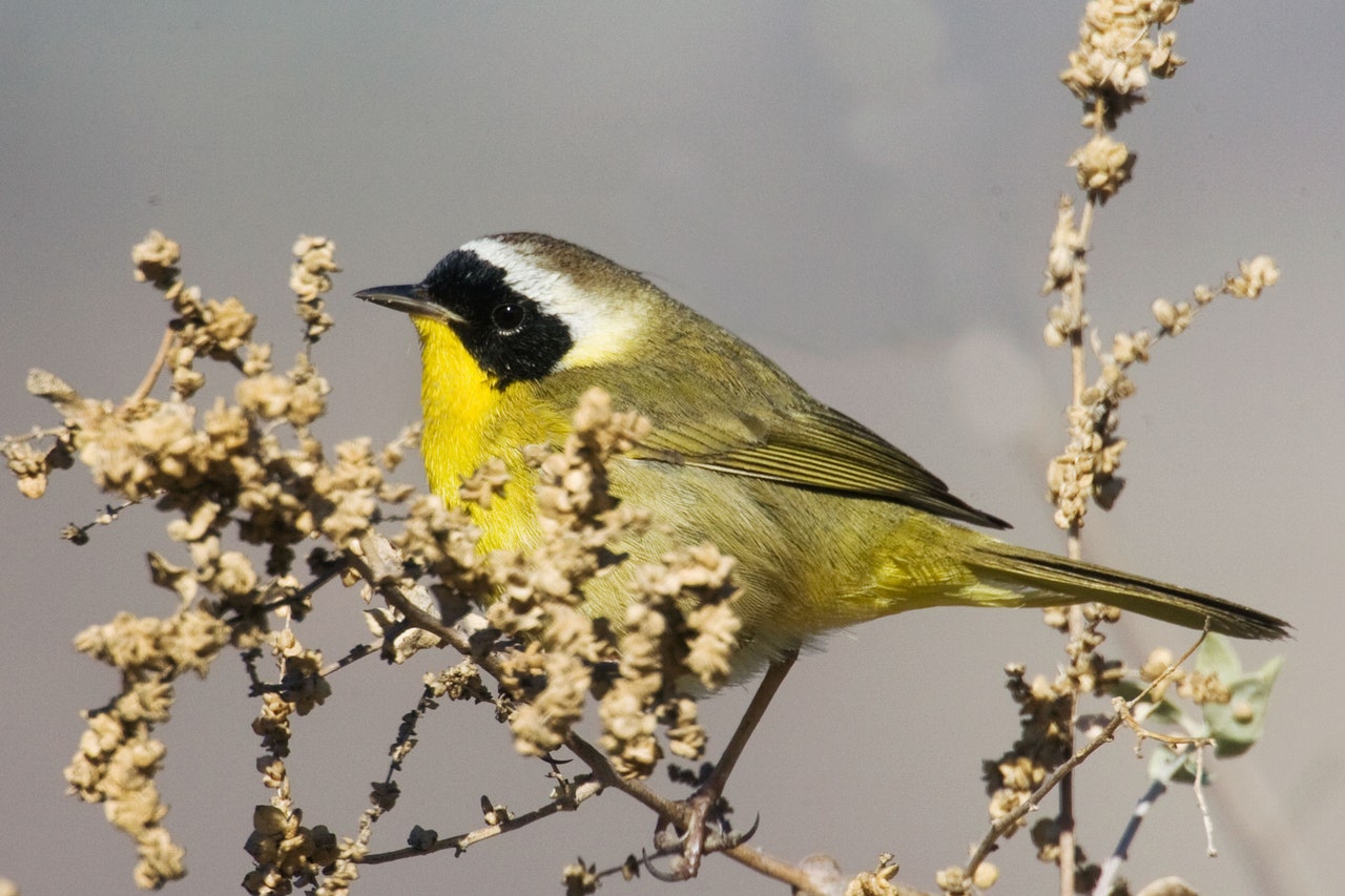 Pandemic Bird-Watching Created a Data Boom&-and a Conundrum