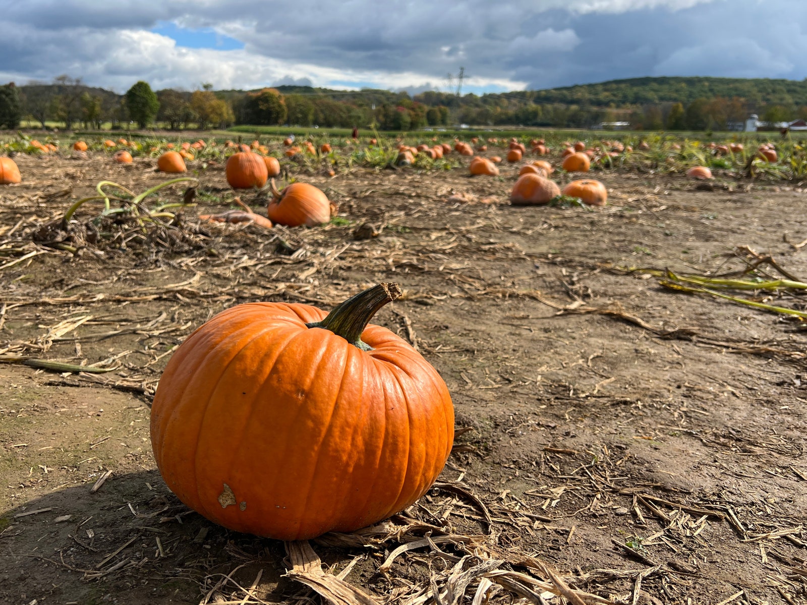 Image may contain Plant Food Vegetable Pumpkin and Produce