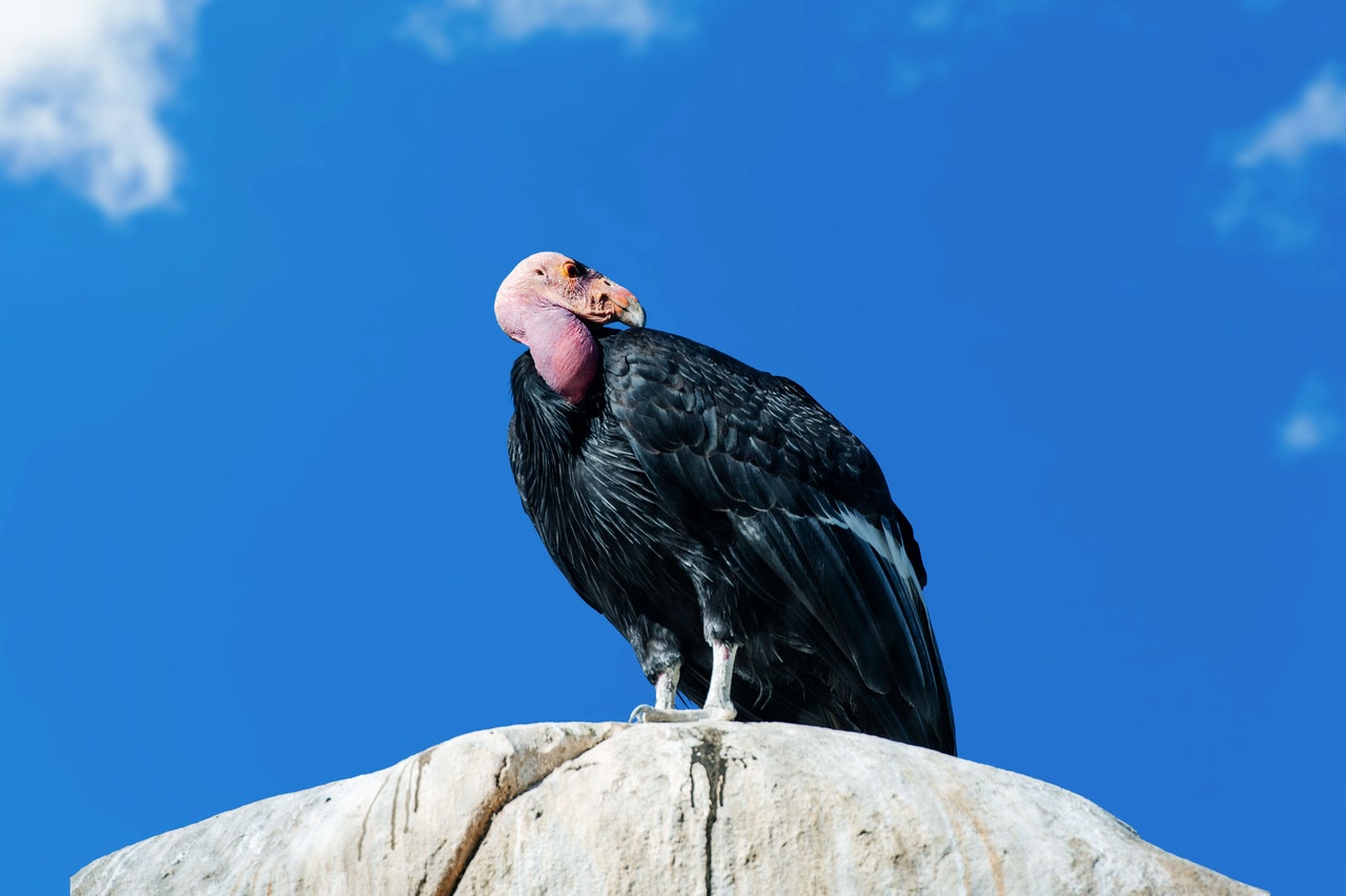 California Condors Are Capable of Asexual Reproduction