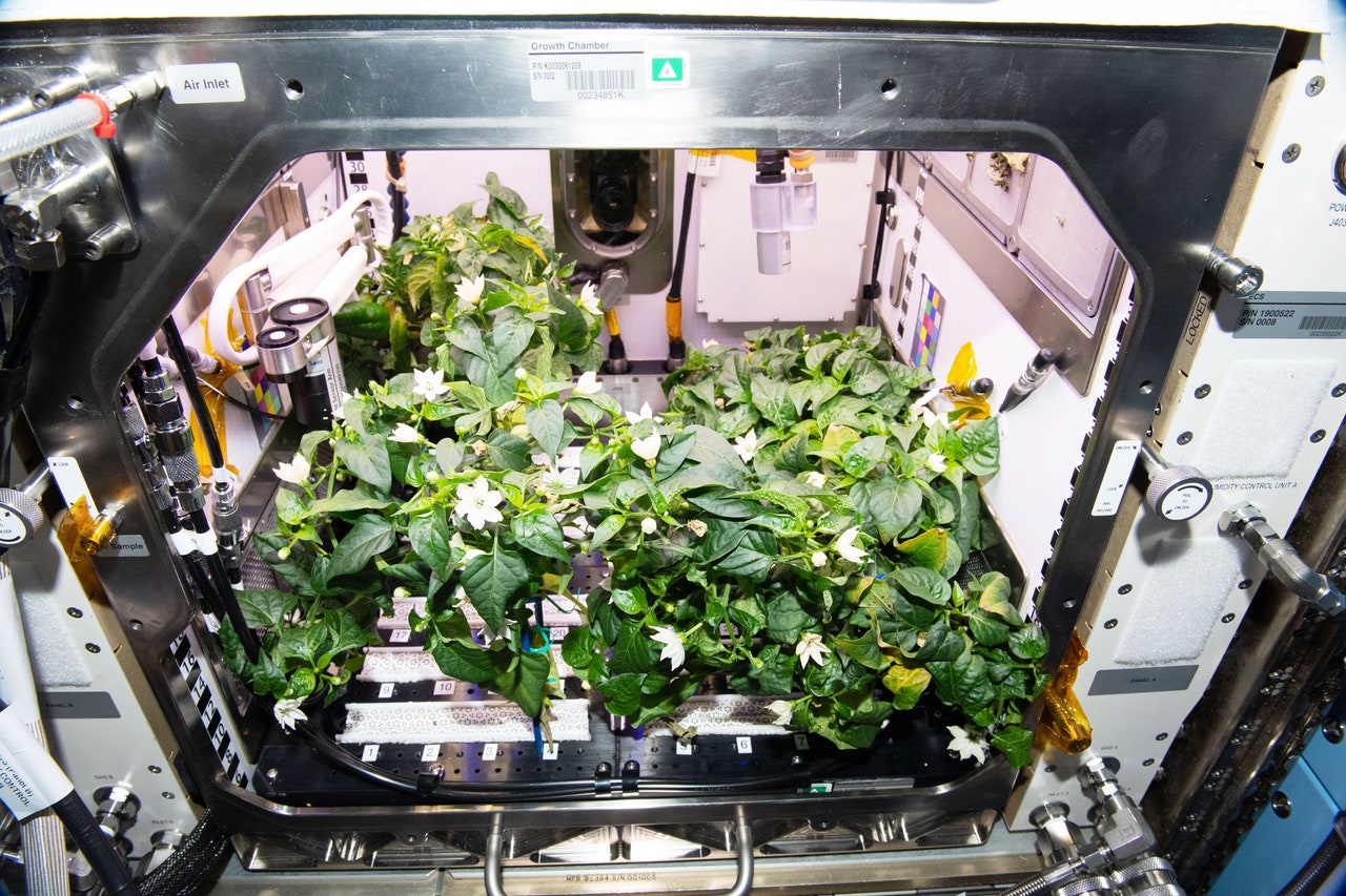 Growing Peppers on the ISS Is Just the Start of Space Farming