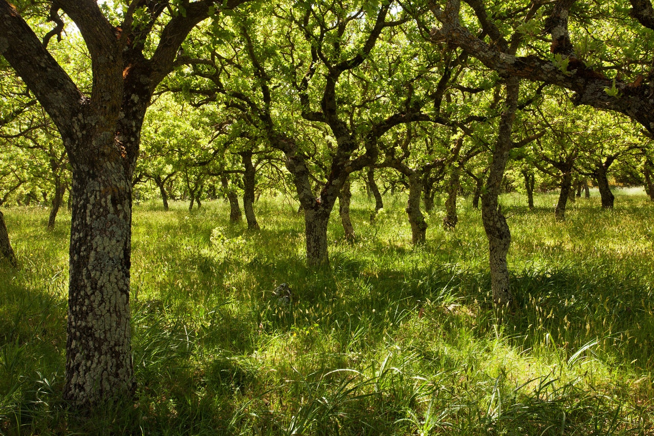 To Resurrect Jordan’s Lost Forests, People Plant Tiny Urban Ones