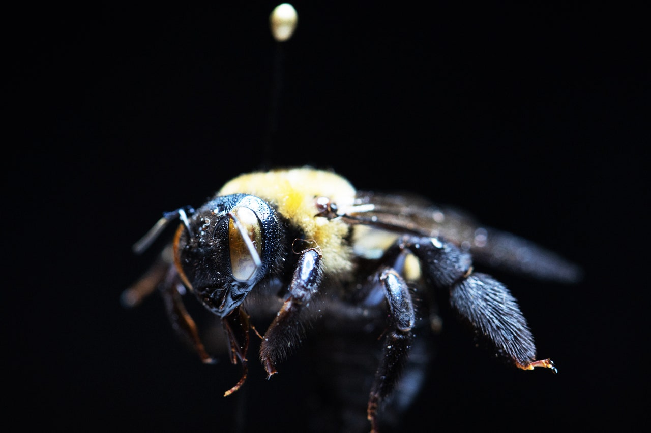 Cities Need More Native Bees&-Lots and Lots of Adorable Bees