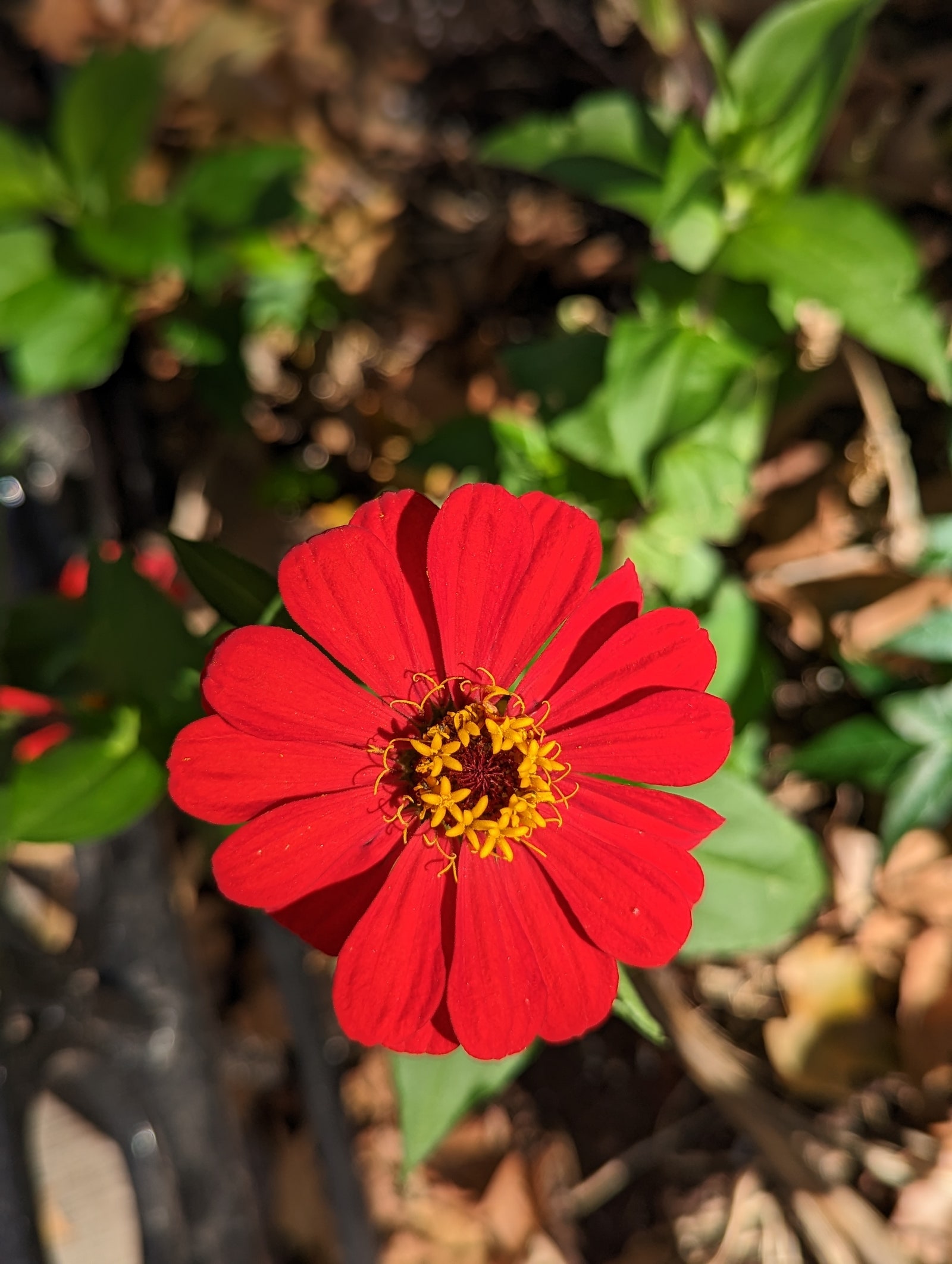 Image may contain Plant Pollen Petal Flower Blossom Animal Bee Invertebrate Honey Bee Insect Daisies and Daisy