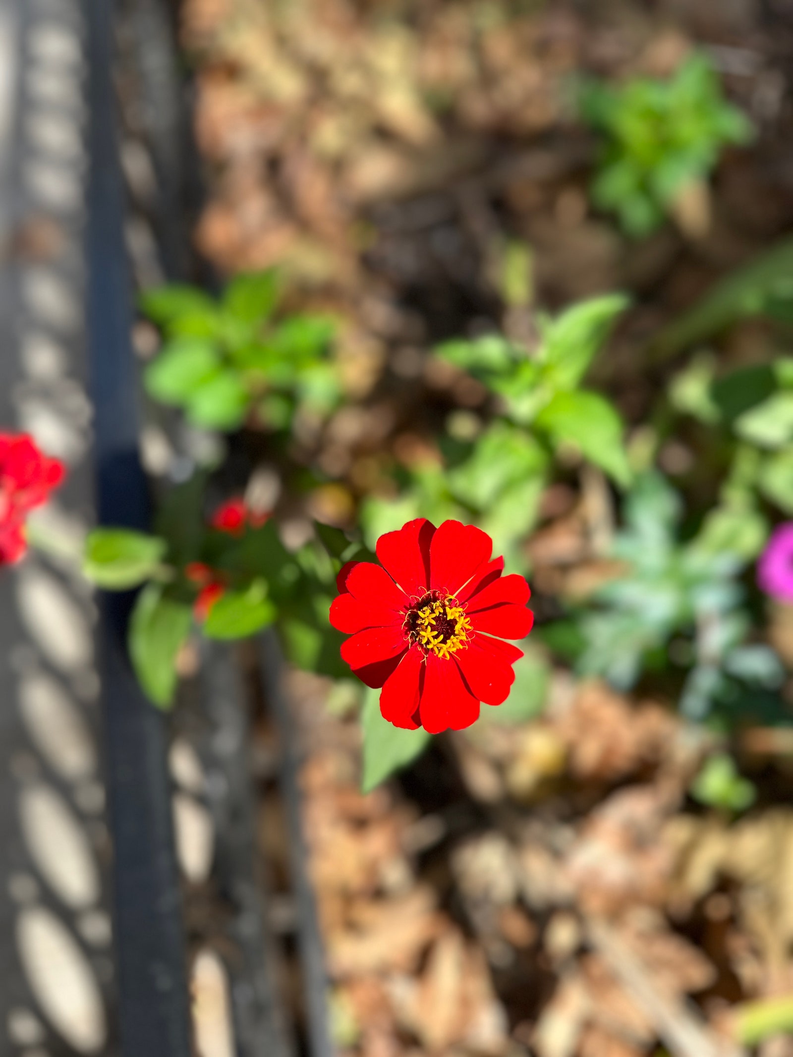 Image may contain Flower Plant Geranium Blossom Petal and Pollen