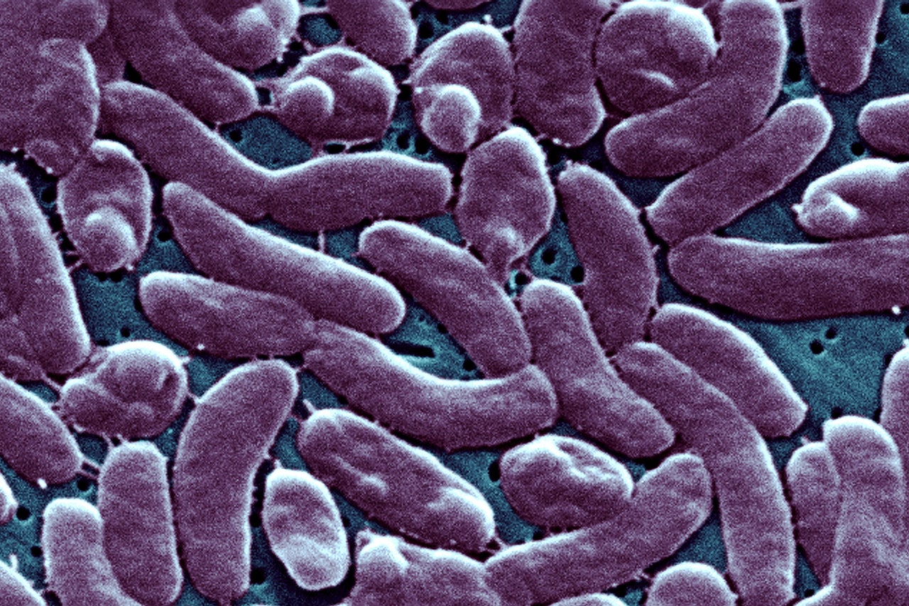 After the Flood, the Flesh-Eating Bacteria