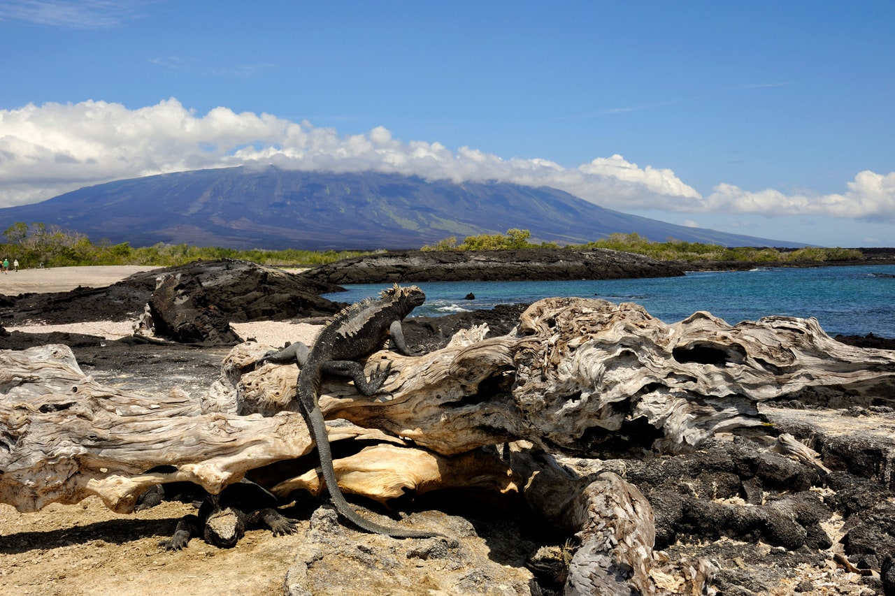 The Geological Fluke That's Protecting Sea Life in the Galapagos