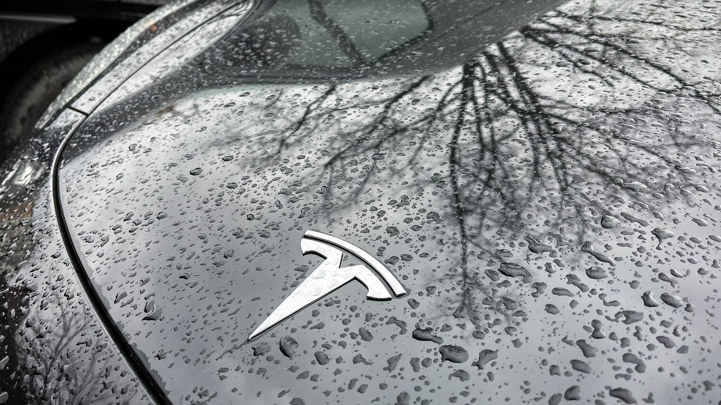 Rain and the reflection of a bare tree on the hood of a black Tesla car